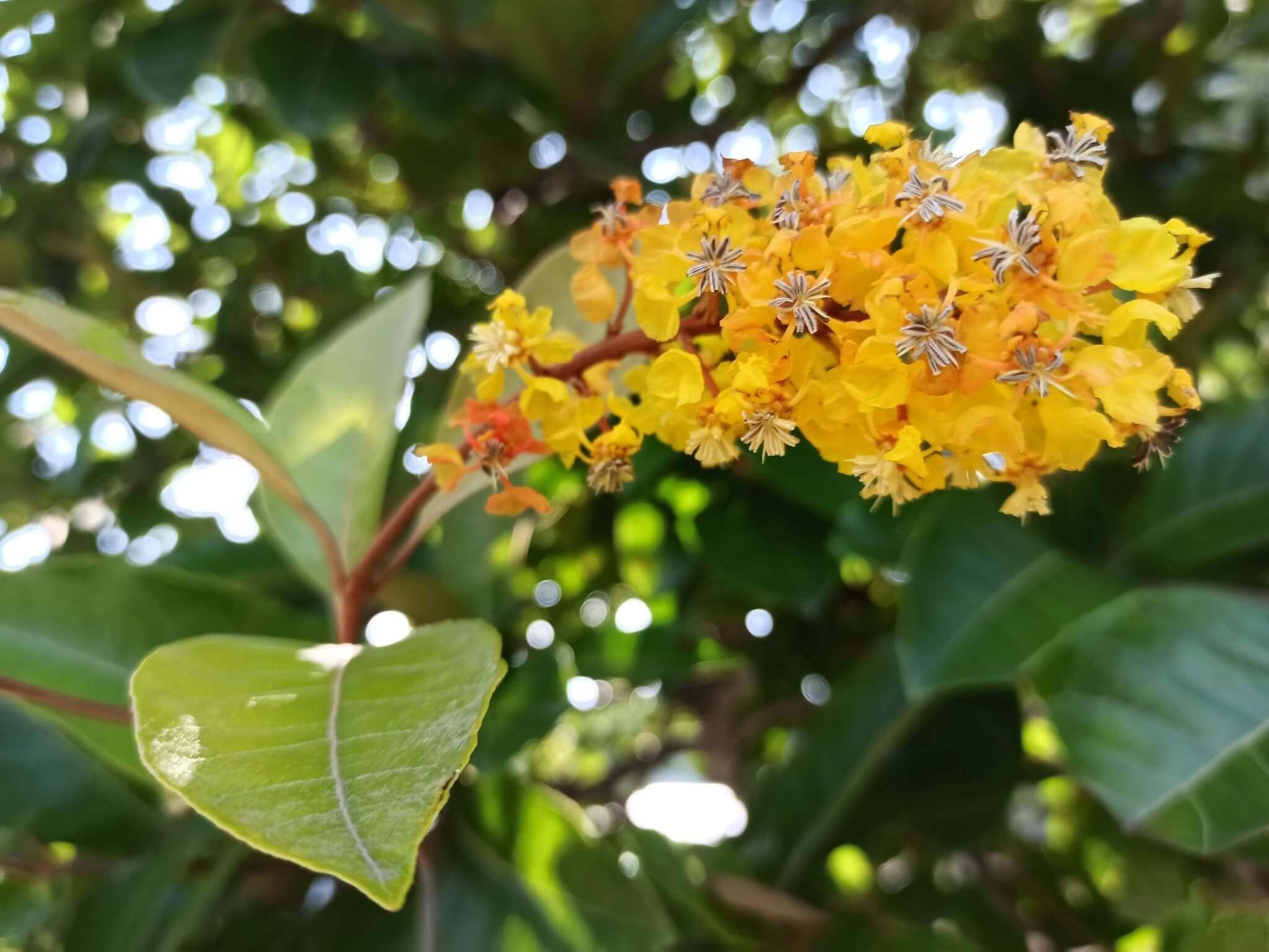 Byrsonima crassifolia